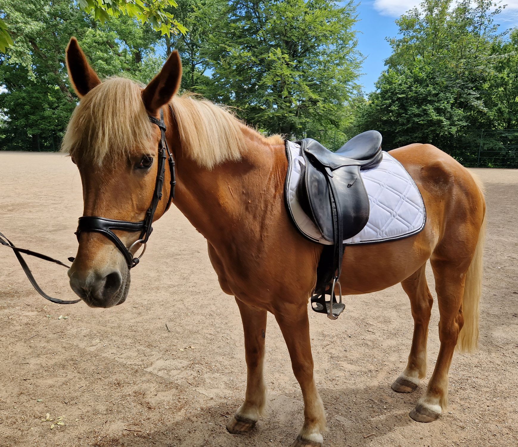 Pony